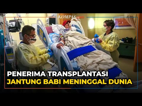 Video: Apa yang Pemilik Perlu Tahu Tentang Transplantasi Organ Binatang