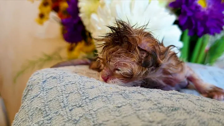 Video 6853981: british golden chinchilla kittens