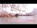 Цветущая вишня - 2019. 운천저수지