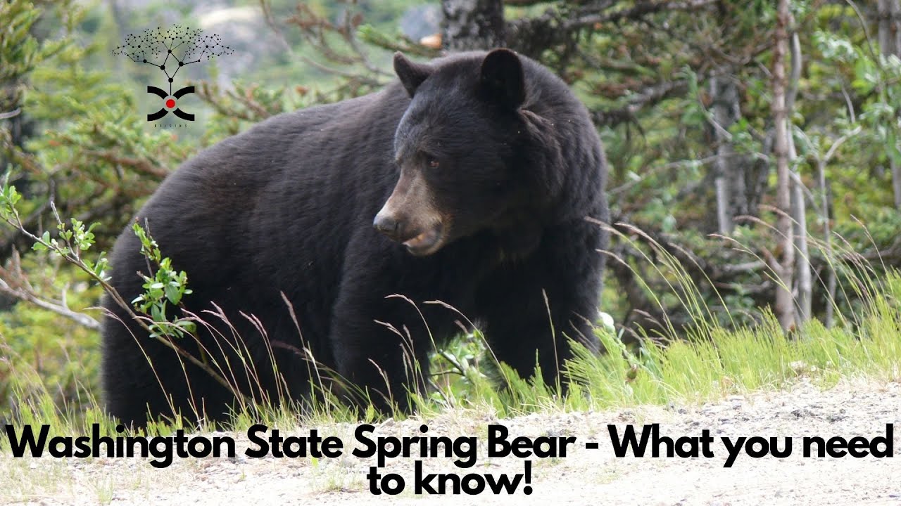 Washington State Spring Black Bear Season What you need to know