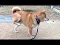 お腹をかくと見せかけてタップダンスを繰り出す柴犬 Shibe dances tap dancing, making me think that he will scrunch his stomach.