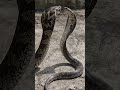 A king cobra vs spitting cobra | #kingcobra #spittingcobra #fighting #fight