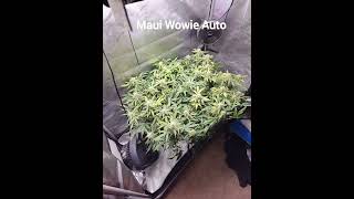 Maui Wowie Auto DWC GH Flora