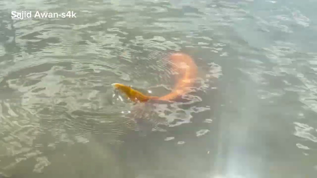 Dubai Love Lake, is a full of natural beauty(Al qudra)❤️🇦🇪