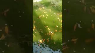 Yesil Su Japon Havuzu Bursa Uretim