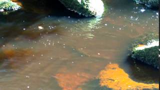 Trout feeding on meal worm