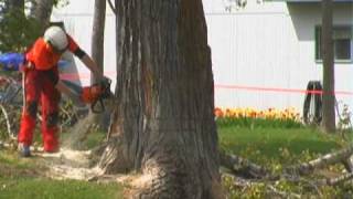 Green Leaf Tree Services, Tree Falling
