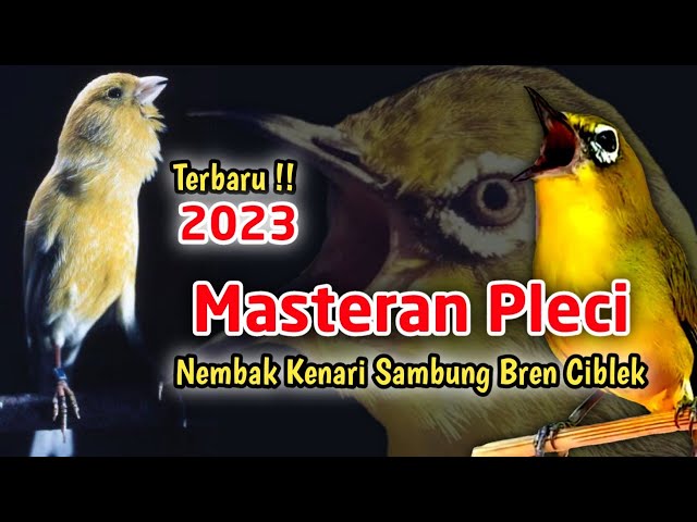 Terbaru 2023 !!! Masteran Pleci Ngalas Kenarian Sambung Bren Ciblek class=