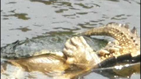 Snapping turtle Mating ritual 1