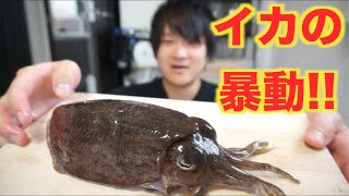 大激怒！？元気なスミイカでカルパッチョを作って食うよ！！