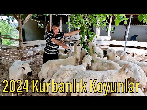 Osmaniye Kurban Satışları Başladı . 2024 Kurbanlık Fiyatları / Kangal Koyunu