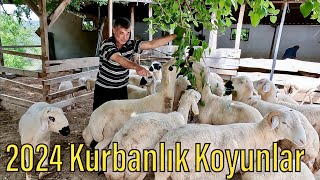 Osmaniye Kurban Satışları Başladı 2024 Kurbanlık Fiyatları Kangal Koyunu