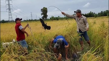 cắm câu cò đơn giản hiệu quả cao - phong vũ cá độ cùng anh em - cái kết cưới ra nước mắt