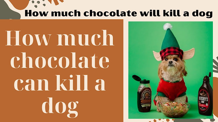 What to do after dog eats chocolate