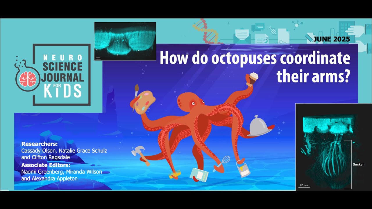 E163: Как осьминоги координируют свои щупальца? [Аудиоверсия SJK]