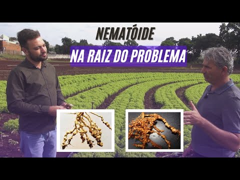 Vídeo: Nematóides que afetam as ervilhas - dicas sobre como tratar ervilhas com nematóides de raiz