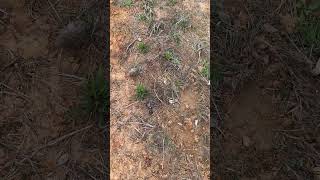 4 punch hole/compass set for coyotes
