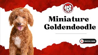 Unleash The Fun Facts: Mini Goldendoodle Puppies