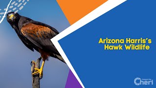 Arizona Harris’s Hawk Wildlife Photography screenshot 4