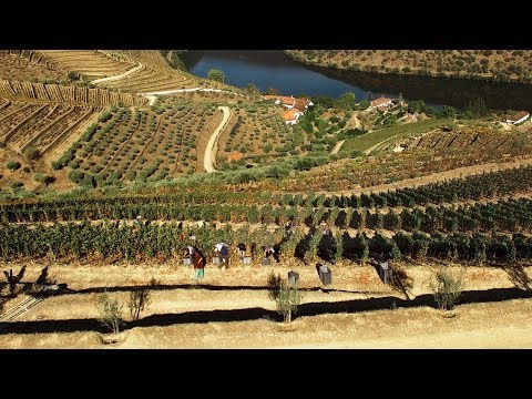 2019 Harvest at Taylor's Port