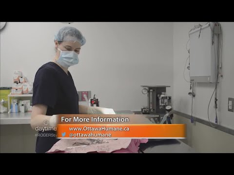 Video: Spay / Neuter Awareness Month: Historien Om Spaying Og Kastrering Av Kjæledyr