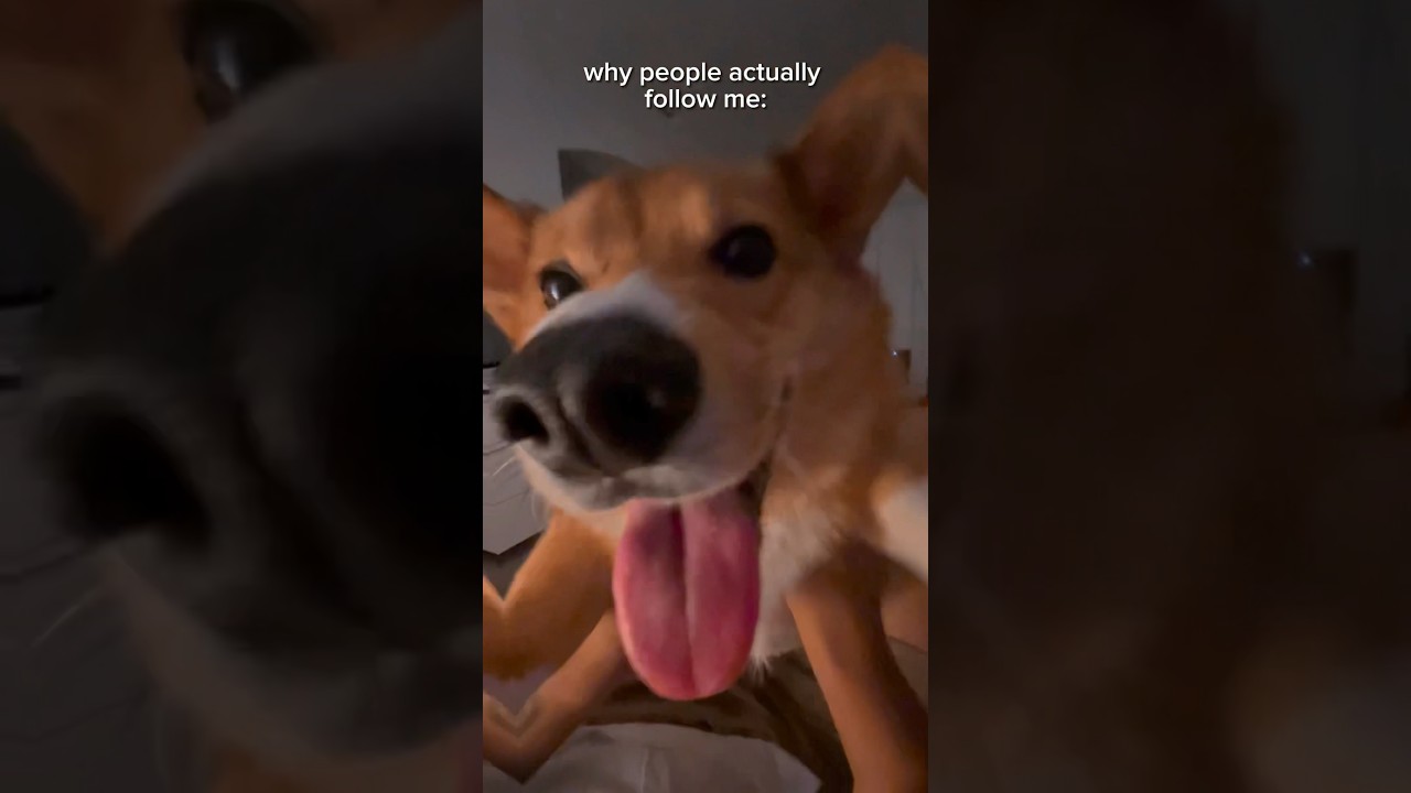 Why I think people follow me vs why they ACTUALLY follow me 🐶💕