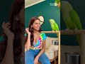 Fun with the Parrot-86  #talkingparot #parrot #parrotplayani