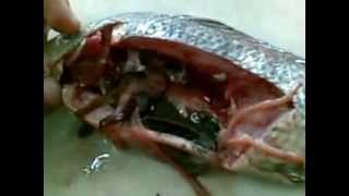 Tilapia dissection |Fish Anatomy|