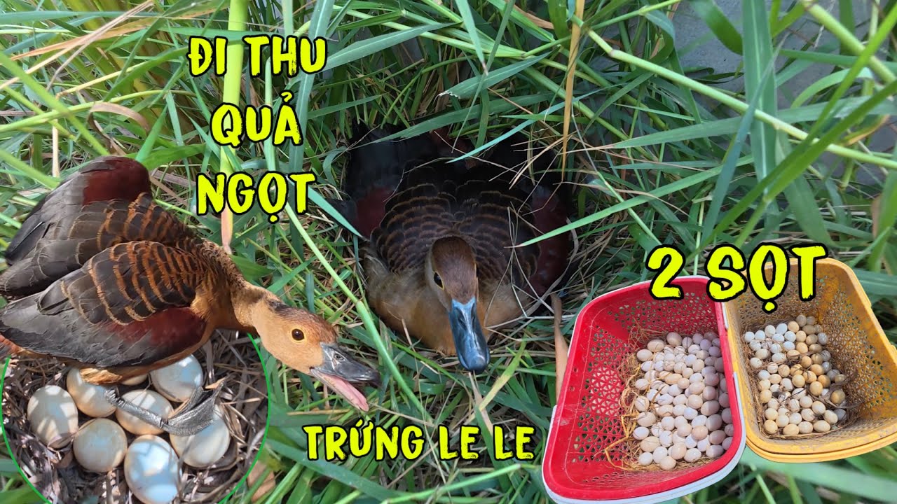 Nuôi Le Le Sinh Sản Và  Đi Thu Quả Ngọt Đầu Mùa /Góc Chăn Nuôi