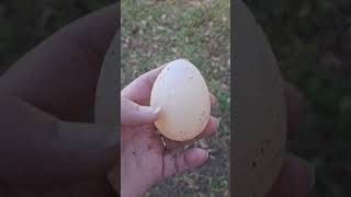 egg without the shell #turkey #egg