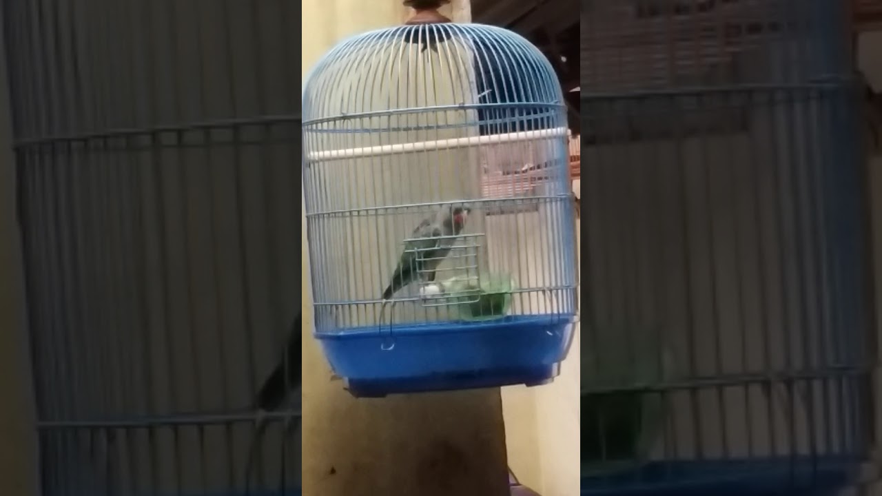 Nuri Tanau Puling Tanau Gacor Youtube
