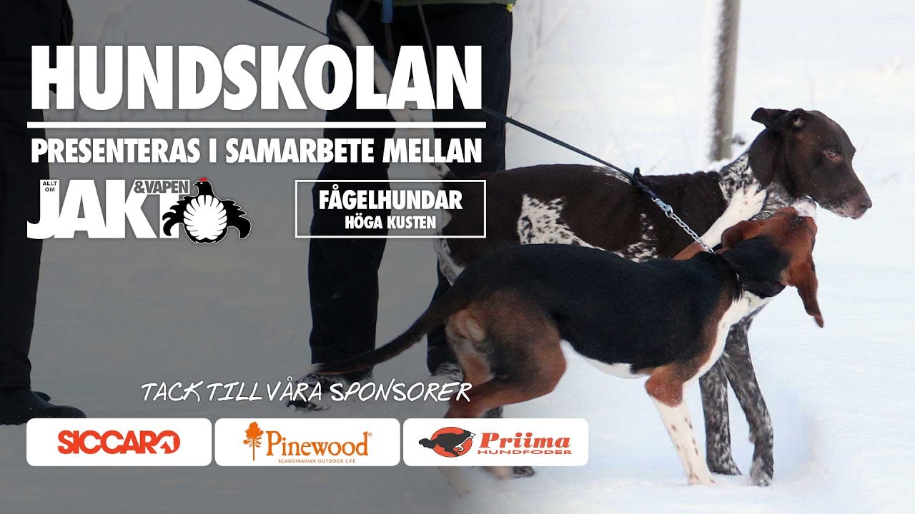 Hundskolan: Så undviker du problematiska hundmöten