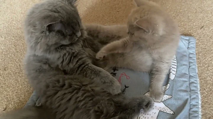 Watch the video about Kitten Flynn vs Kitten Nemo