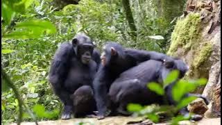 Chimpanzee mating