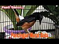 Pancingan Murai Batu Pagi Hari Bikin Murai Gacor Emosi Bongkar Isian Mp3 - Mp4 Download