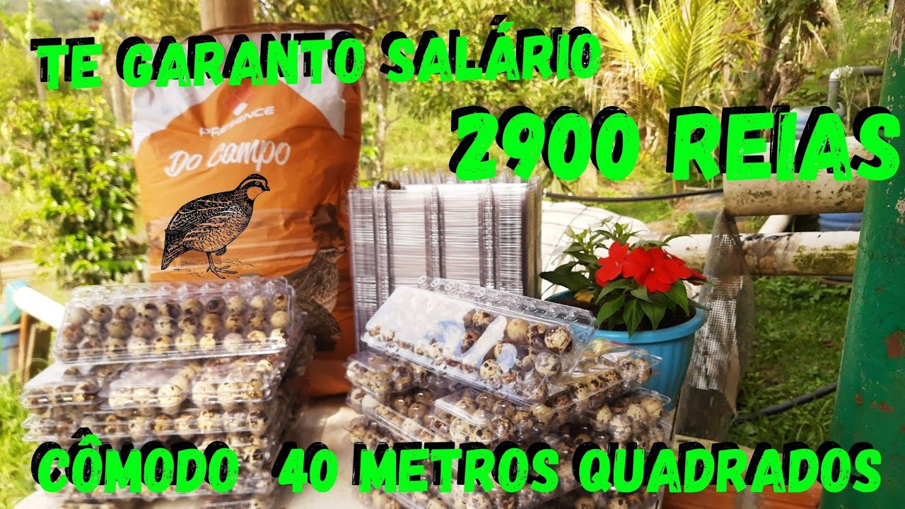 CODORNAS dão lucro em TUDO ! SALÁRIO CERTO de 2.900 com poucas AVES @TILAPIAMinhaVida #projeto