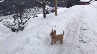 Norwich Terrier and Birds