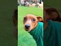 シャイなミニピンがドッグランで時間を持て余す Shy miniature pinscher wasting time at the dog run #shorts