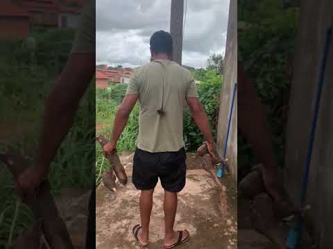 Large Spider Crawls On Brother After Picking Cassava ViralHog