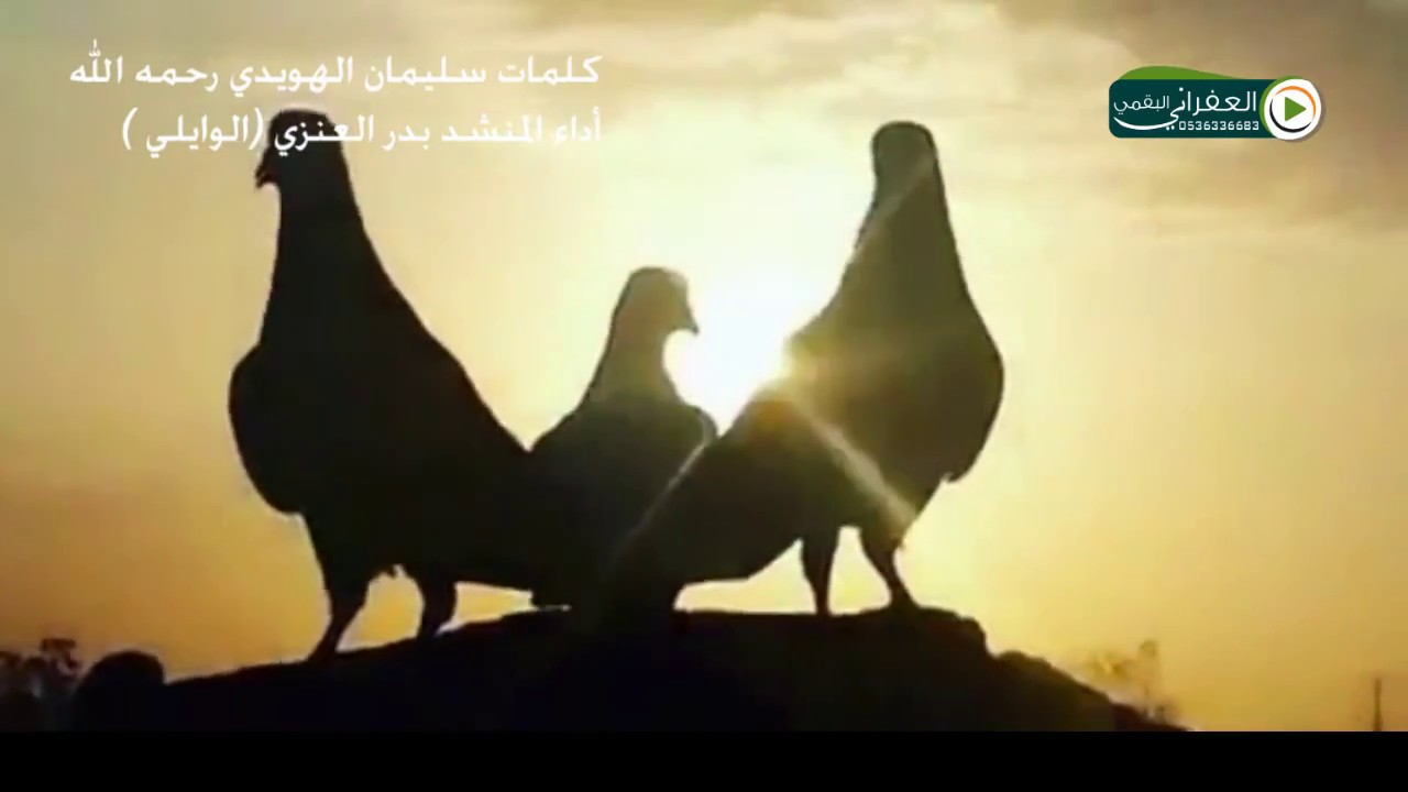 شيلة لاجزى الله حمامه فوق الابراج ناحت كلمات سليمان الهويدي رحمه الله اداء بدر العنزي ( الوايلي )