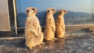 Are meerkats a reserve ecosystem disruptor?