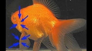 Золотая рыбка. Отличие самца от самки. Ухаживание.(Сайт: http://dankinohobby.ru/ YouTube channel: https://www.youtube.com/user/RusudanaU Все мои видео на тему золотых рыбок можете посмотреть..., 2014-03-13T20:01:28.000Z)