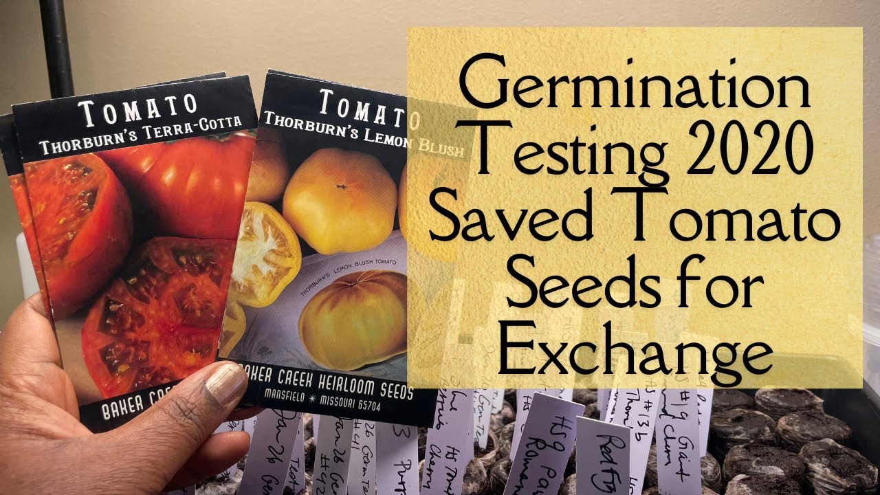 Testing Rare & Heirloom Tomato Seed Germination - Home Saved and Older Seeds #seedsharing