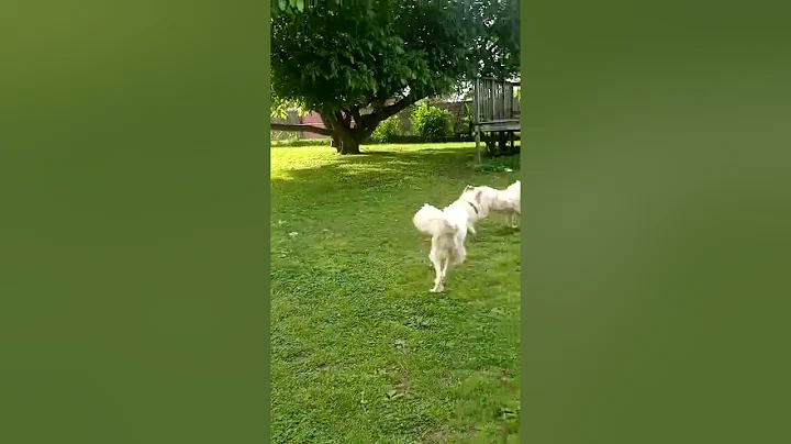 Bella supermanning Daisy