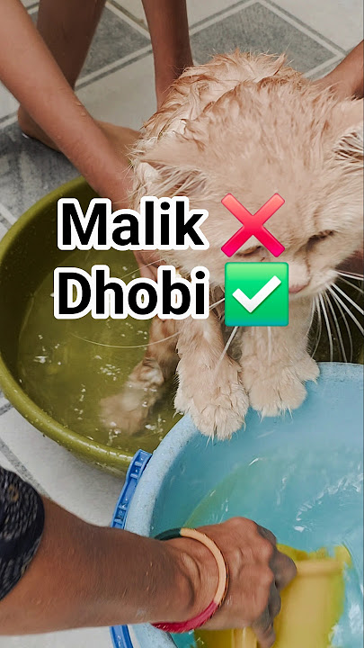 dho dala 😁😁I #funny #comedy #ytshorts #cat #trending #shorts #pets #catlove #animal #youtube
