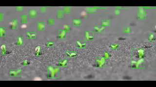Crop & Weed Annotation Services for Computer Vision | Wisepl AI Training Data