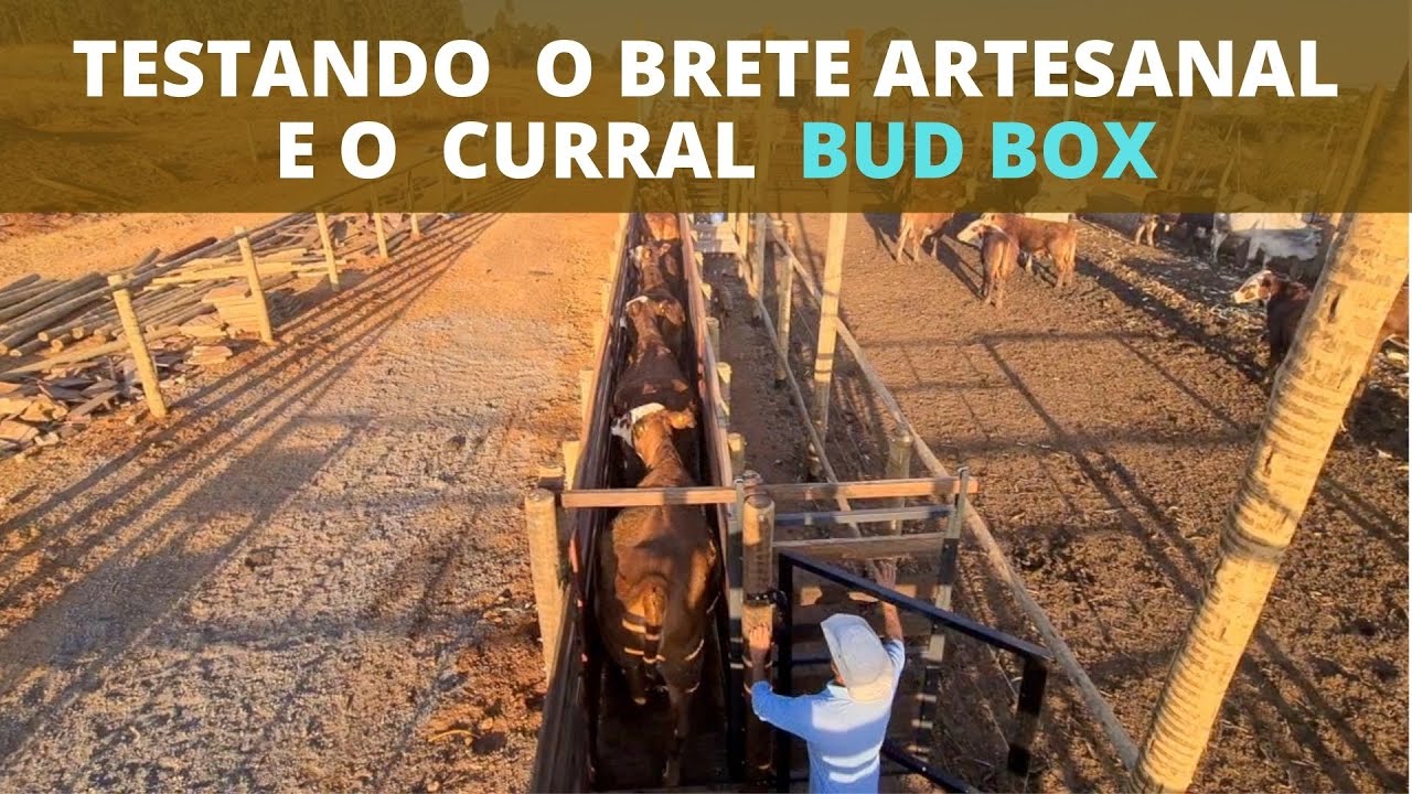TESTEI MEU CURRAL BUD BOX E MEU BRETE ARTESANAL