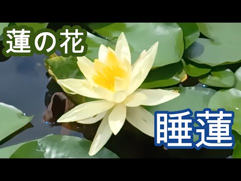 Waterlilies And Lotuses 　蓮・睡蓮　ハス　スイレン 蓮の花と睡蓮 神秘的な美しさ Lotus and water liliy - YouTube
