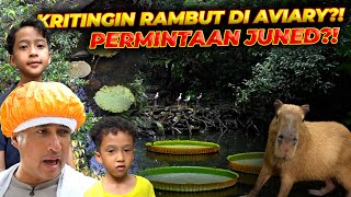 WOW..!! RATU KOLAM DARI AMAZON  DATANG..!! TERATAI RAKSASA 3 METER..!!