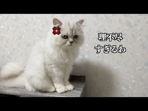 【ペルシャ猫】多頭飼いの悲劇！早朝叫び声が響きわたるリビングで一体何が？？